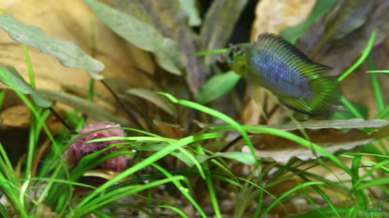 16.10.2012 A. Borelli, der Kleine. von Mario K (22)