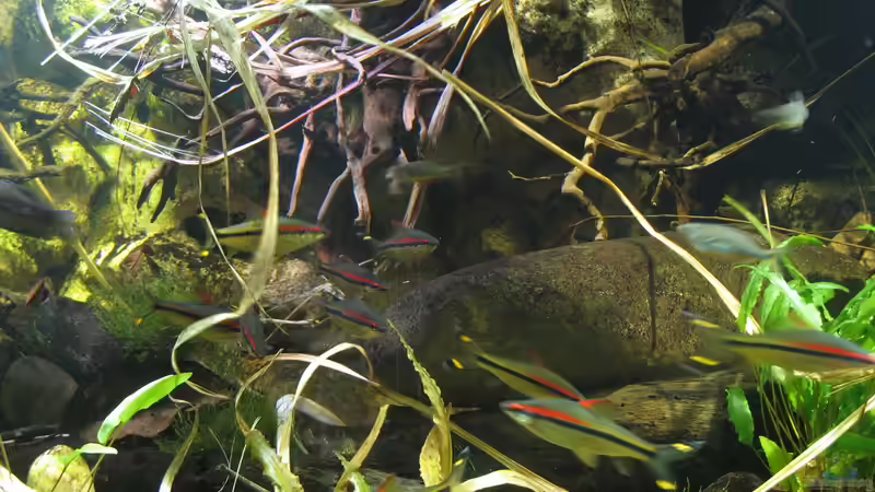 16.10.2016 buntes Treiben in der Beckenmitte von der Theoretiker (57)