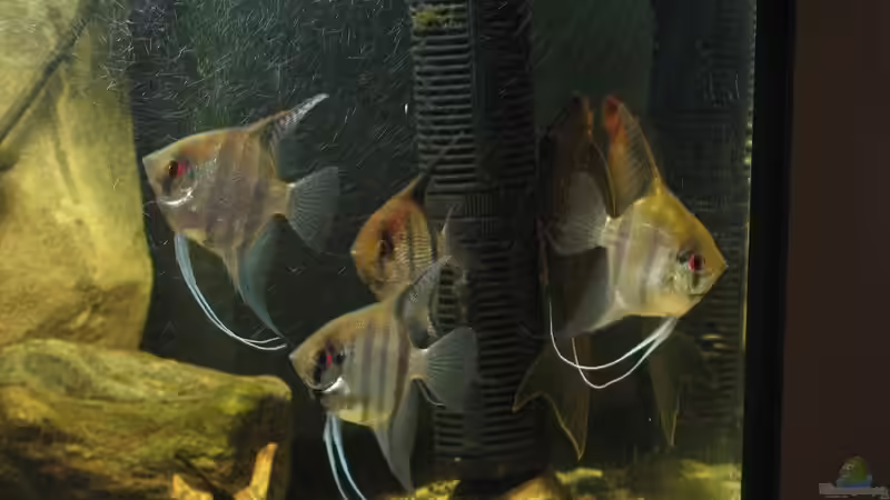 16.10.2016 die suizidgefährdeten Panikskalare von der Theoretiker (60)