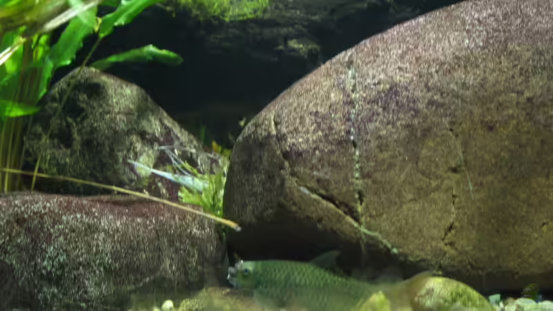 Aquarien mit Garra hughi