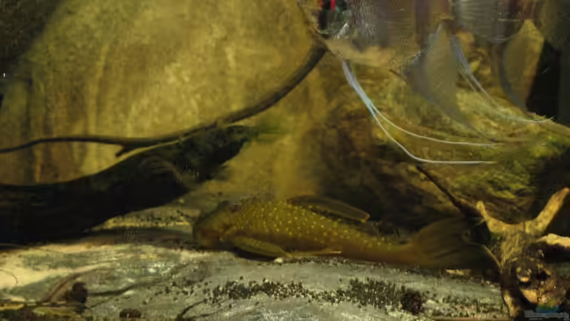 16.10.2016 l 200 highfin + ´Schreckskalar´ von der Theoretiker (59)