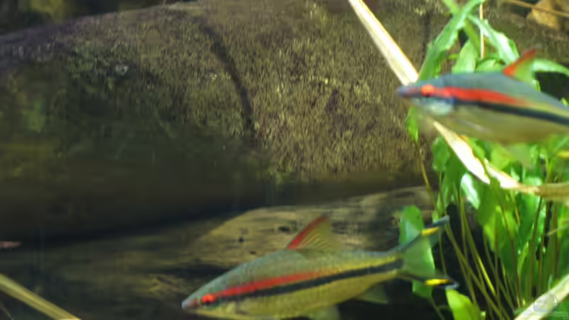 16.10.2016 Nahaufnahme von der Theoretiker (61)