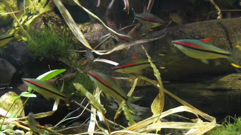 16.10.2016 puntius denisonii, die Rotstrichbarben von der Theoretiker (58)