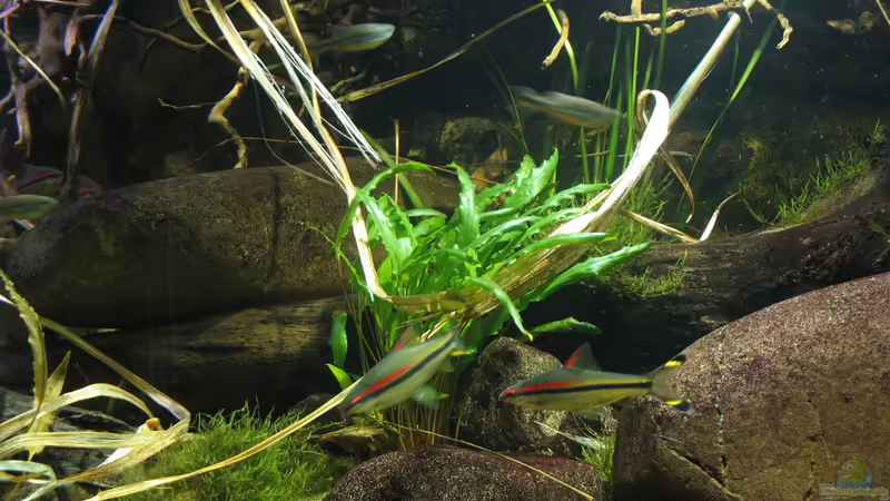 16.10.2016 Rotstrichbarben und Malabarbärblinge von der Theoretiker (55)