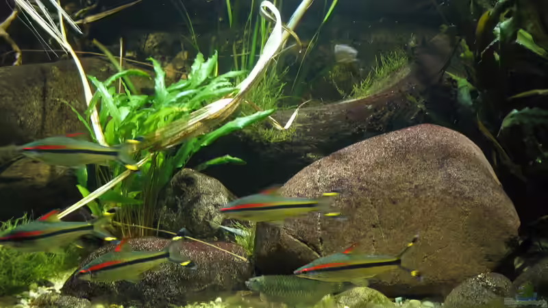 Aquarien mit Garra-Arten