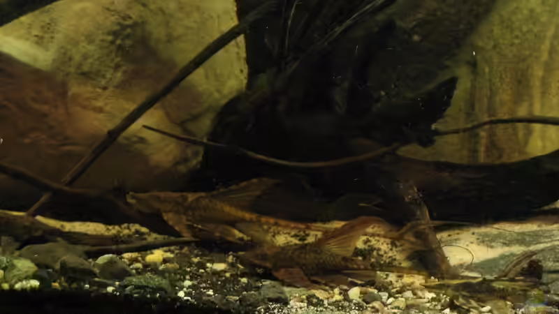 16.10.2016 Sturisoma (aureum?/Festivum?) von der Theoretiker (61)