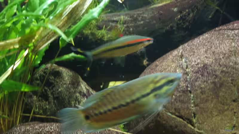 16.10.2016 trichopodus pectoralis, der schlangenhautfadenfisch von der Theoretiker (56)