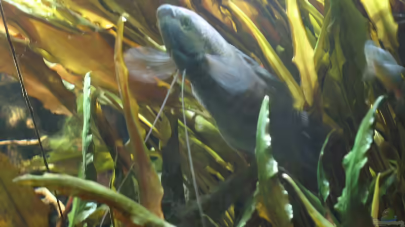 16.10.2016 trichopodus pectoralis der zweite von der Theoretiker (64)