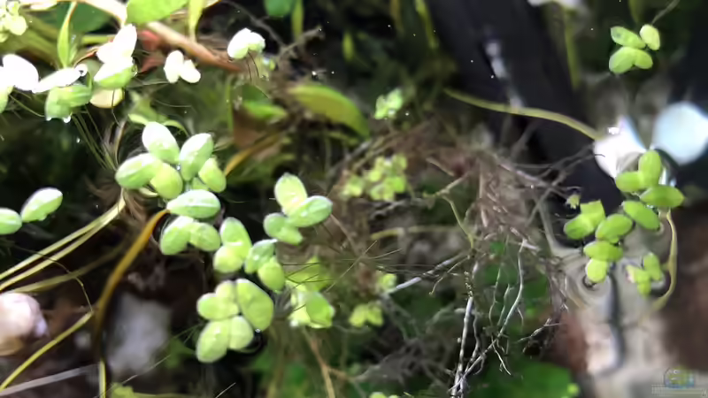 16.10.2018 - Die Schwimmpflanzen sind toll! von Helga Kury (14)