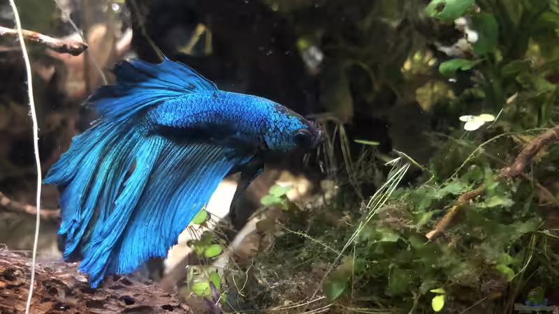 16.10.2018 - Finn - auch nach über einem Jahr sind die Farben des Tieres klasse... von Helga Kury (10)