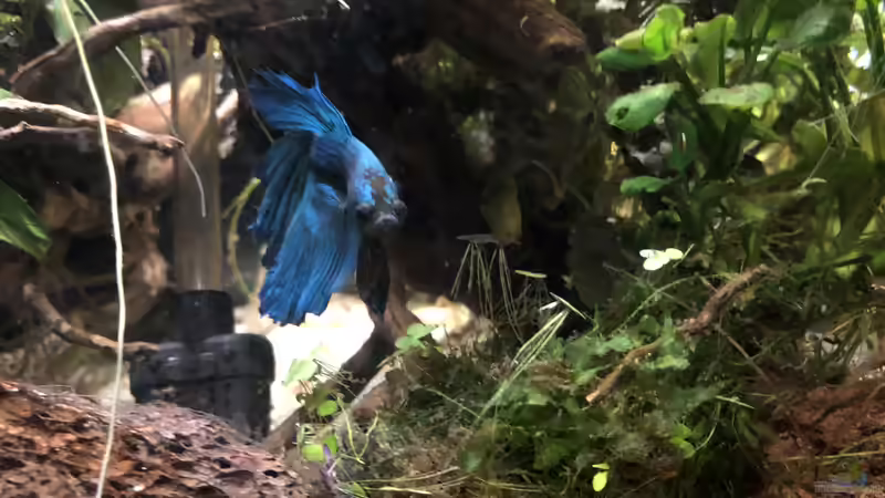 16.10.2018 - Finn in seinem Reich... von Helga Kury (17)