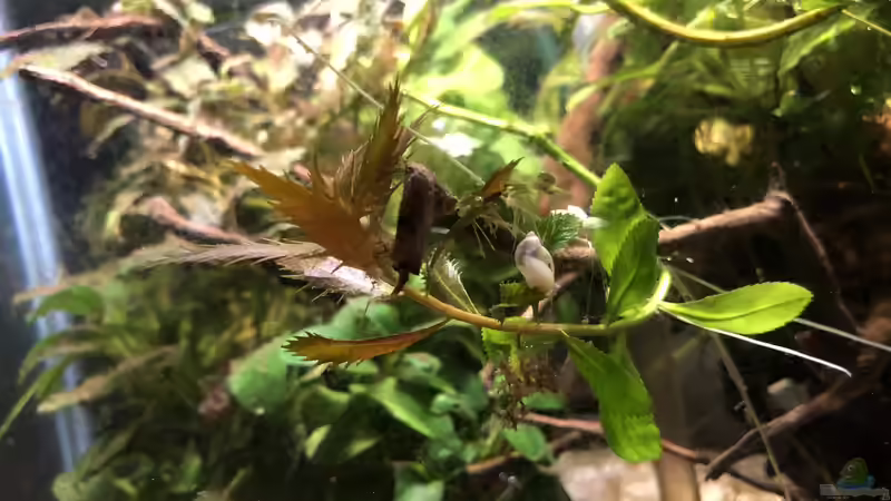 16.10.2018 - Im Aquarium befinden sich mehrere Blasenschnecken... von Helga Kury (11)