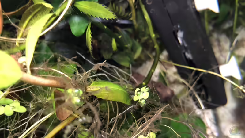 16.10.2018 - Kann das sein, dass diese Schwimmpflanzen kleine Luftblasen bilden und von Helga Kury (15)