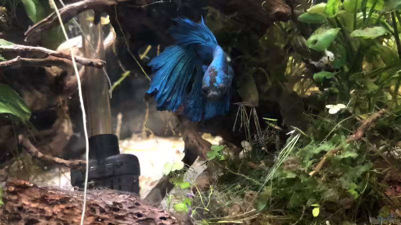 16.10.2018 - Nach dem ???Umbau??? begutachtet Finn sein Becken... von Helga Kury (16)