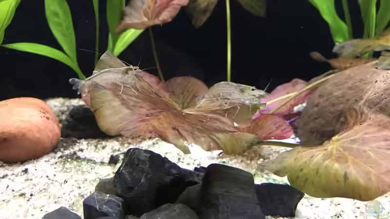 16.10.24 2 von 5 Amanogarnelen von herkla (37)