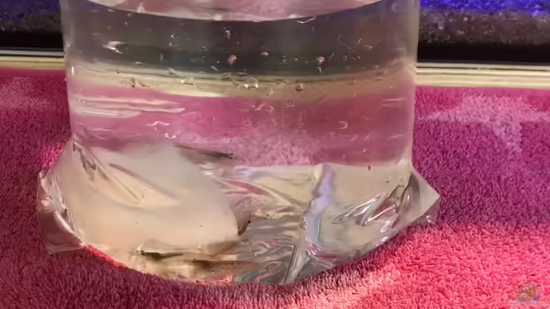 16.10.24 Ankunft Amanogarnelen von herkla (36)