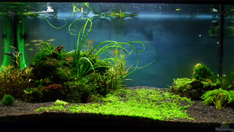 16.11.2007 von senf. (7)