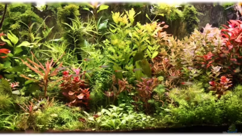 16.11.2011 - Gesamtansicht von Ralf64 (10)