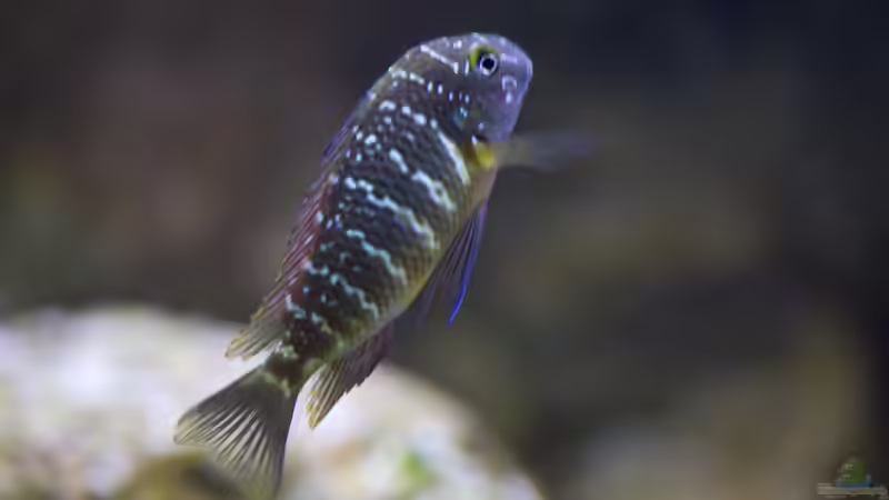 16.11.2013 von Markus Walter (40)