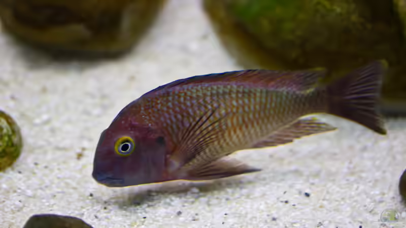 16.11.2013 von Markus Walter (41)