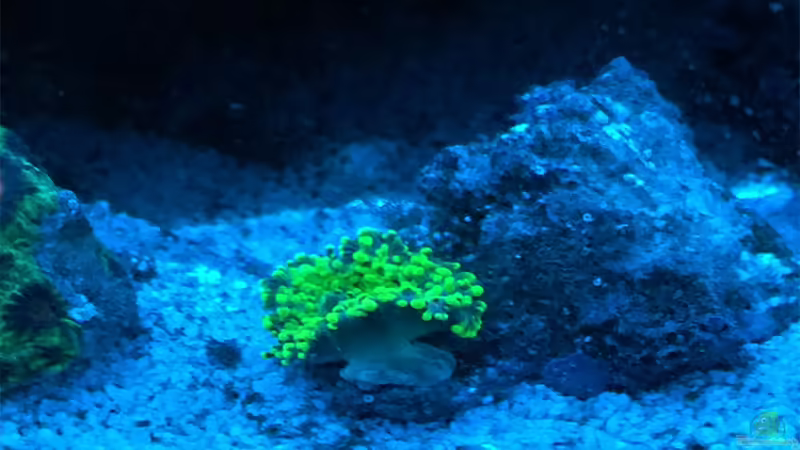 16.11.2017 von mmbm78! (10)