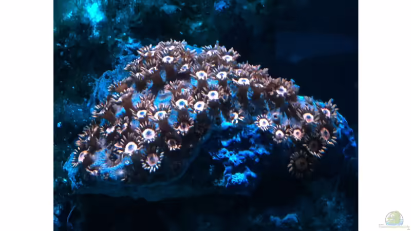 16.11.2017 von mmbm78! (7)