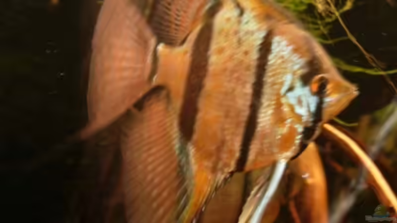 16.12.08 Vergleichsfoto Skalar 1 nach 3 Monaten Haltung von Daniel_ (20)