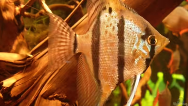 16.12.08 von Daniel_ (19)