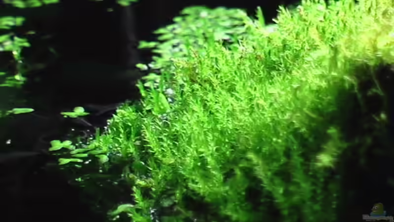 16.12.2010 Inspirationen über Wasser von *Lucie* (11)