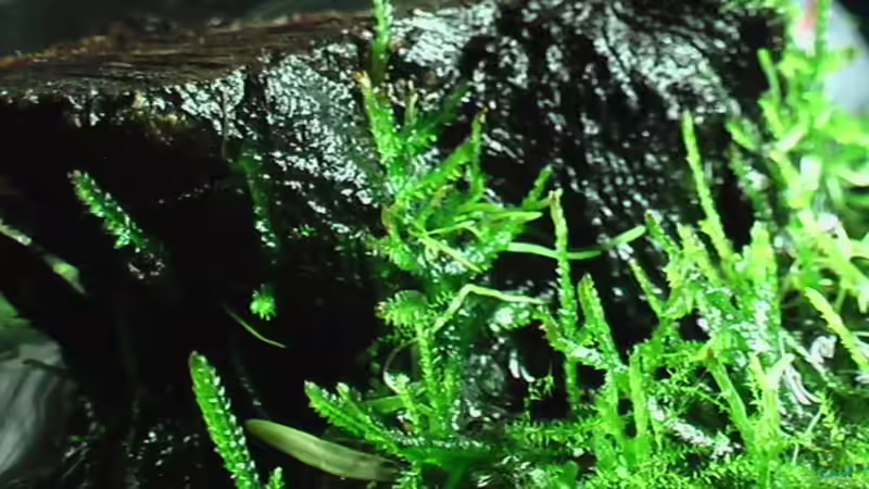 16.12.2010 Javamoos von *Lucie* (21)