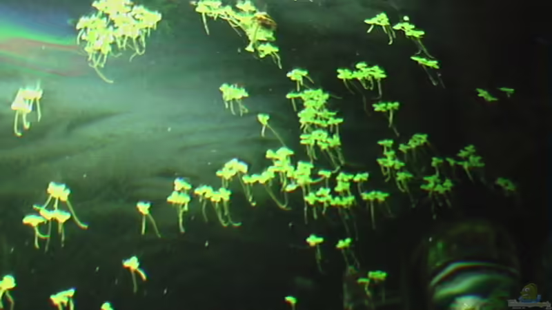 16.12.2010 Lichtspiegelungen von *Lucie* (12)