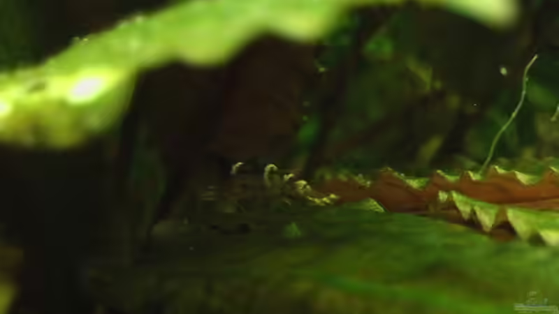 16.12.2010 Perfekt getarnt von *Lucie* (47)