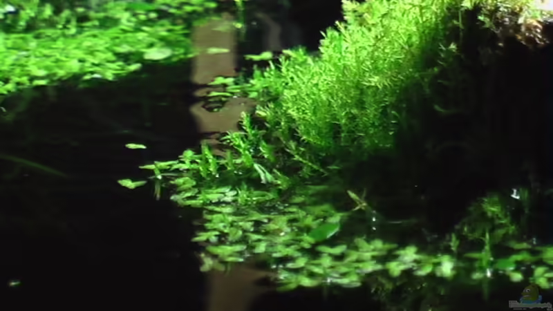 16.12.2010 von *Lucie* (20)