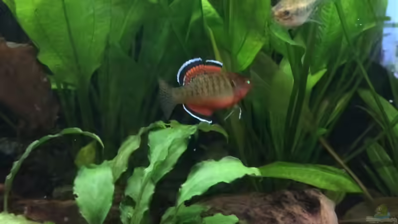 16.12.2021 Hypseleotris compressa bei der Balz von herkla (62)