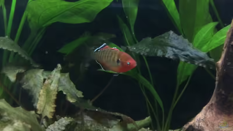 16.12.2021 Hypseleotris compressa in Balzfärbung von herkla (61)