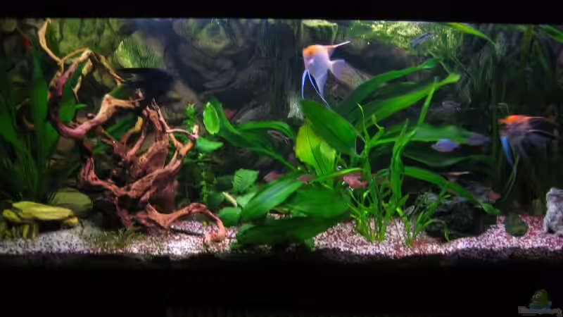 16.2.08 von Marco Weis (3)