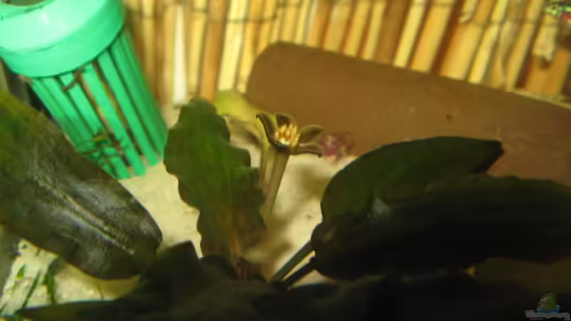 16.2.2011 Blüte vom Wasserkelch von Andrea (16)