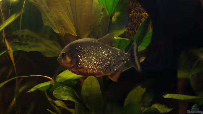 16:21 Uhr  von Pülschi 87 (39)