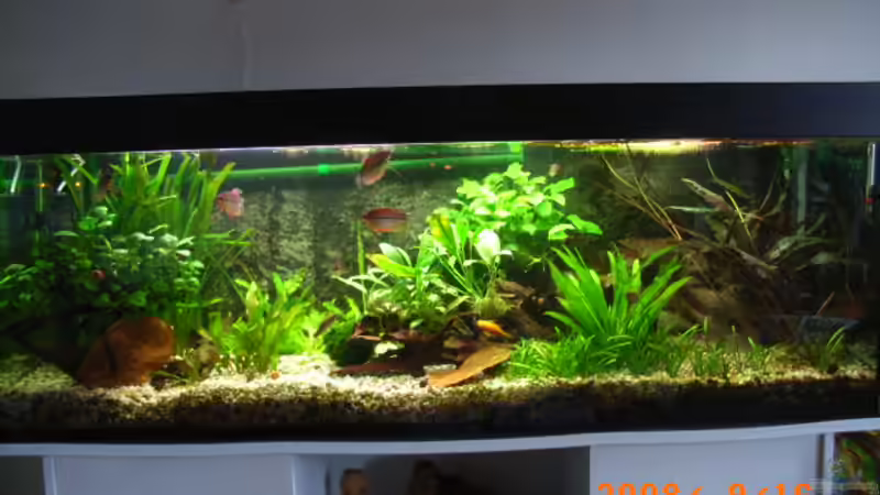 16.9.08 von Oliver Czaika (7)