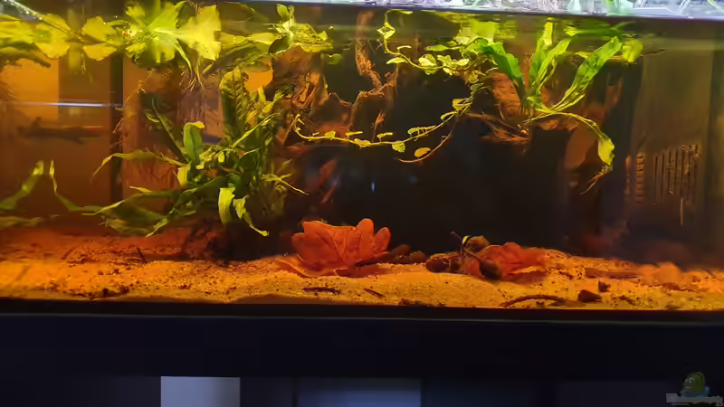 16.9.19 von Aqua fan (2)