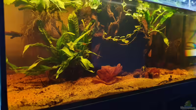 16.9.19 von Aqua fan (3)