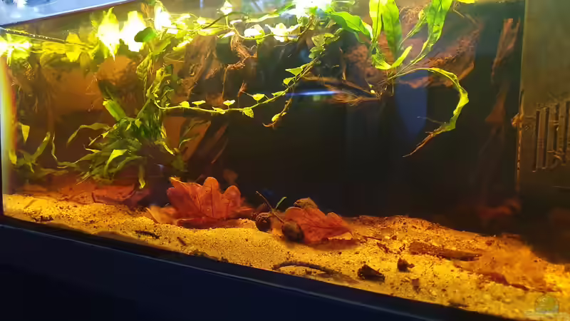 16.9.19 von Aqua fan (4)