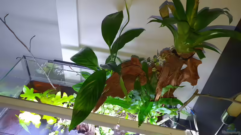 16.9.19 von Aqua fan (5)