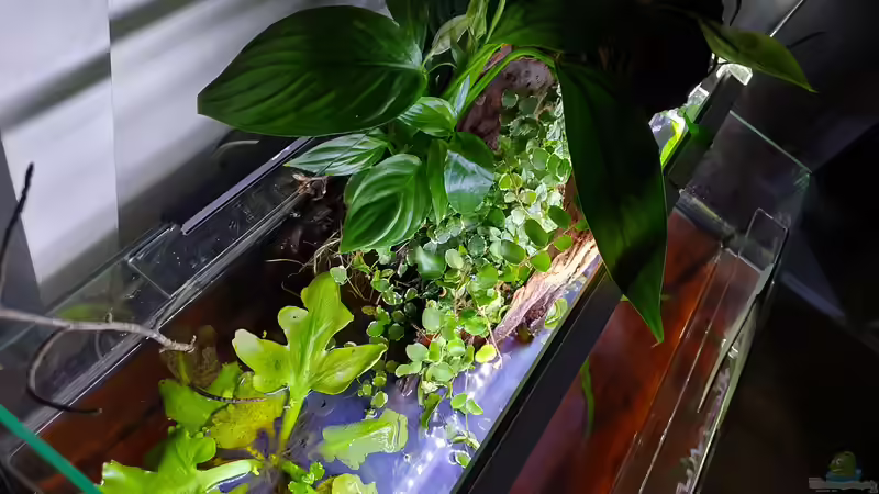 16.9.19 von Aqua fan (6)