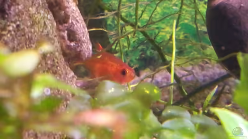 16 Funkensalmler von Erschreckerbär (9)