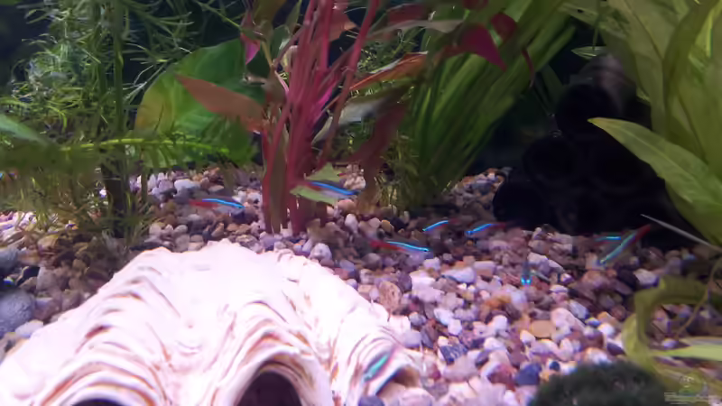 16 Neon´s haben auch ihr neues zu Hause gefunden von Snawatz (22)