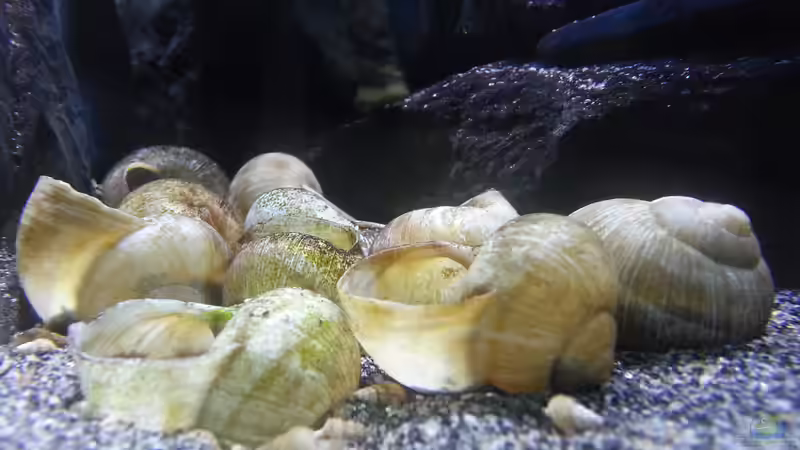 16 Weinbergschneckenhäuser. von Bitman (14)