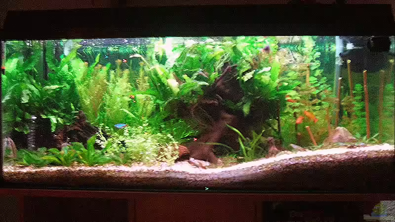 160 ´er Gesellschaftsaquarium von Daniel Pawlik (1)