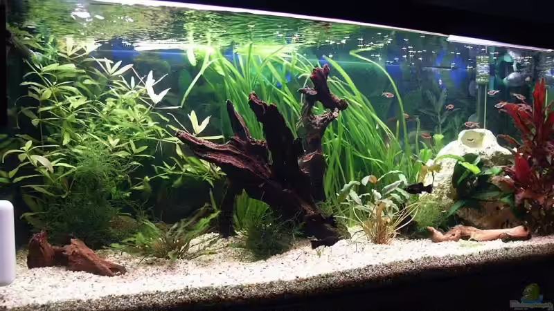 160 l Gesellschaftsbecken 30.11.08