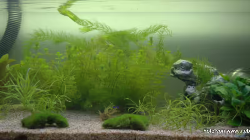 160er - Wald mit Höhle von SteB-Studio (1)